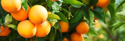 narancsok a fán