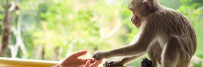 egy majom megfogja egy ember kezét