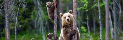 medve mama és kicsinyei