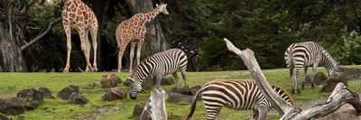 állatkert zebrákkal és zsiráfokkal