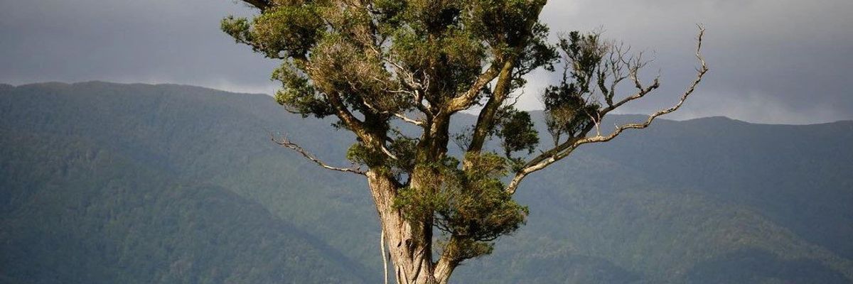 Egy sétáló fa, ami Új-Zéland egyik különös látványossága