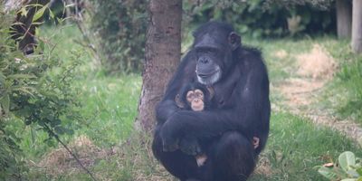 Chimpanzee and baby