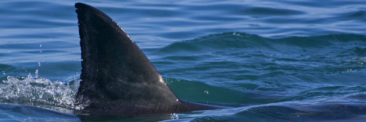 A balatoni cápa: különös videó terjed az interneten