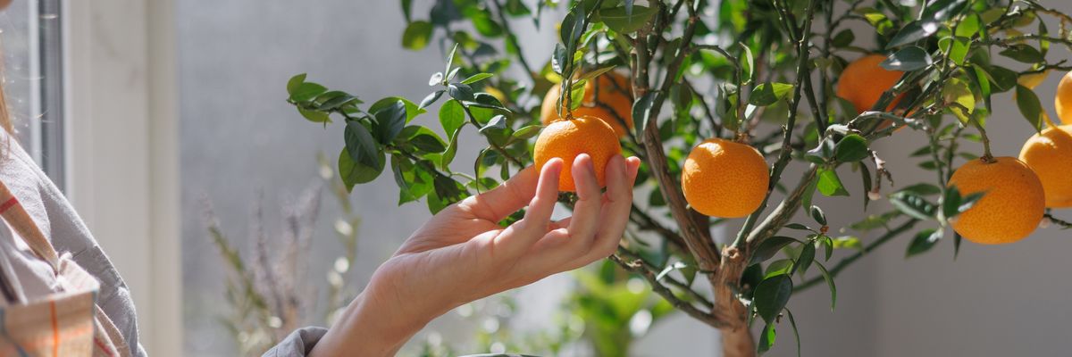 5 gyümölcs, amit akár a lakásunkban is termeszthetünk