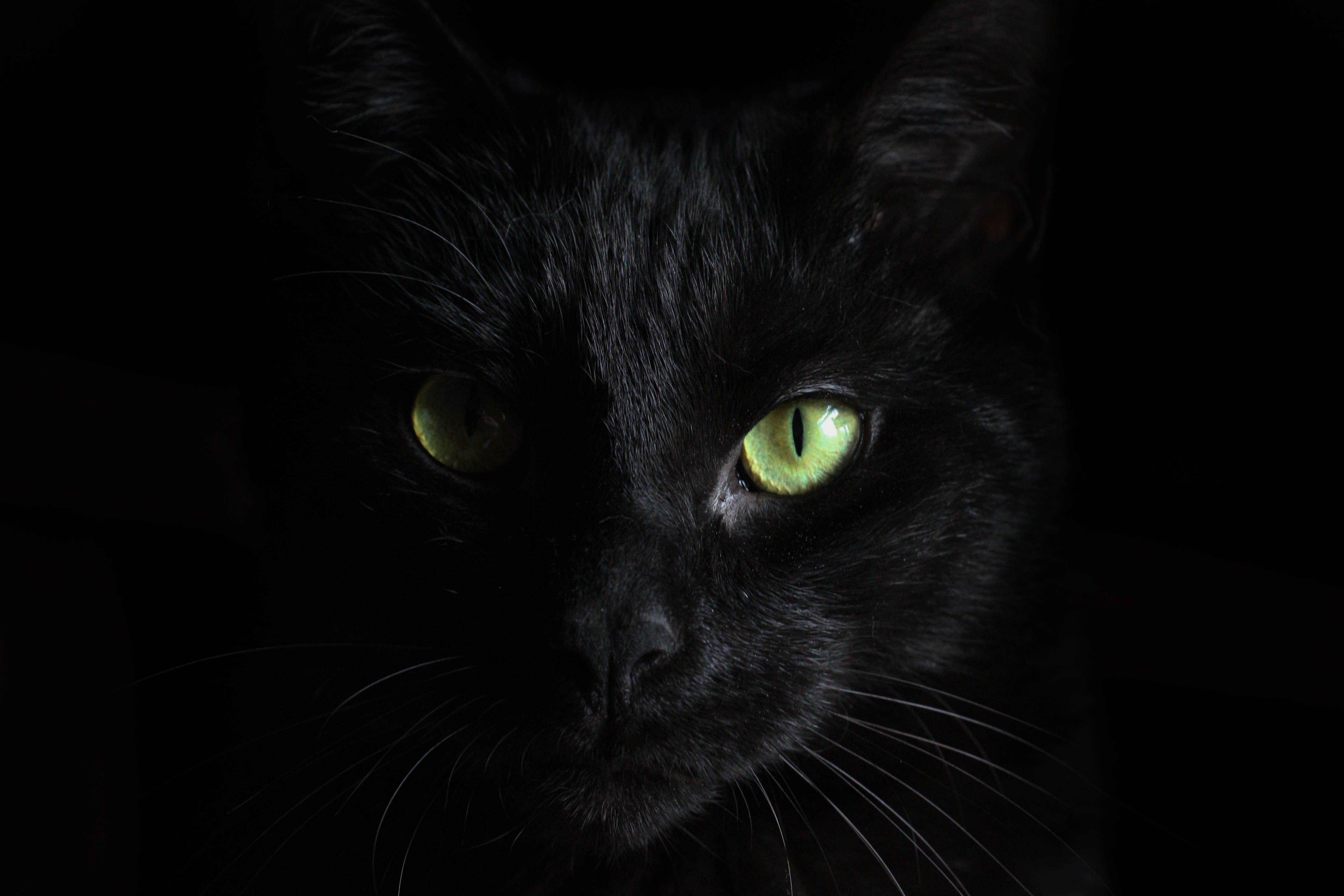 Fekete macska zöld szemmel