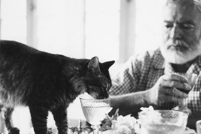 Hemingway és macskája Cristobal együtt isznak az asztalnál