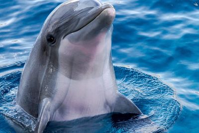 Egy delfin kidugja a fejét a vízből 