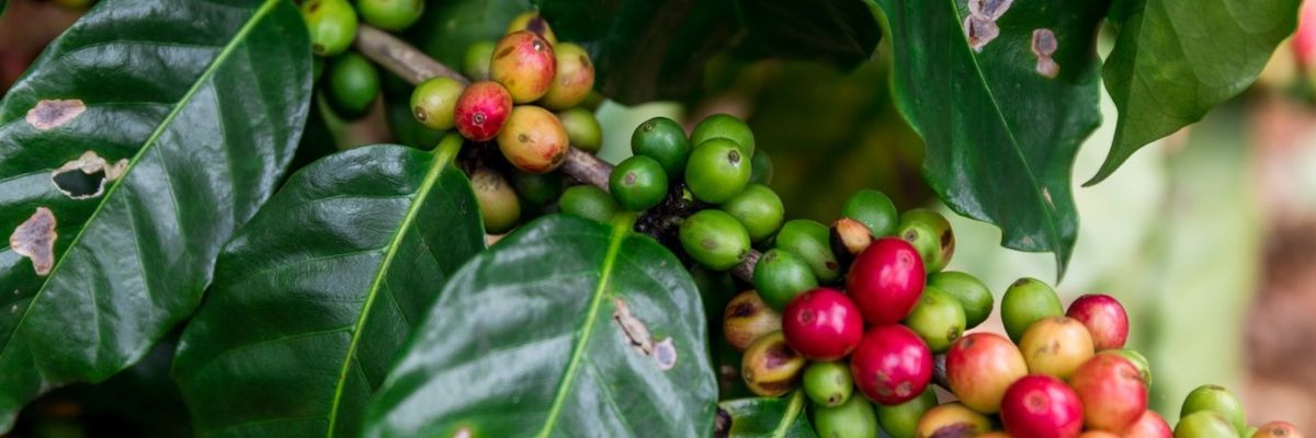 Így állhat talpra Puerto Rico kávéágazata a 2017-es hurrikánt követően