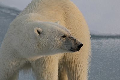 jeges medve polar bear 