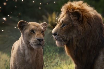 jelenet az oroszlánkirályból amúgy két oroszlán néz egymásra