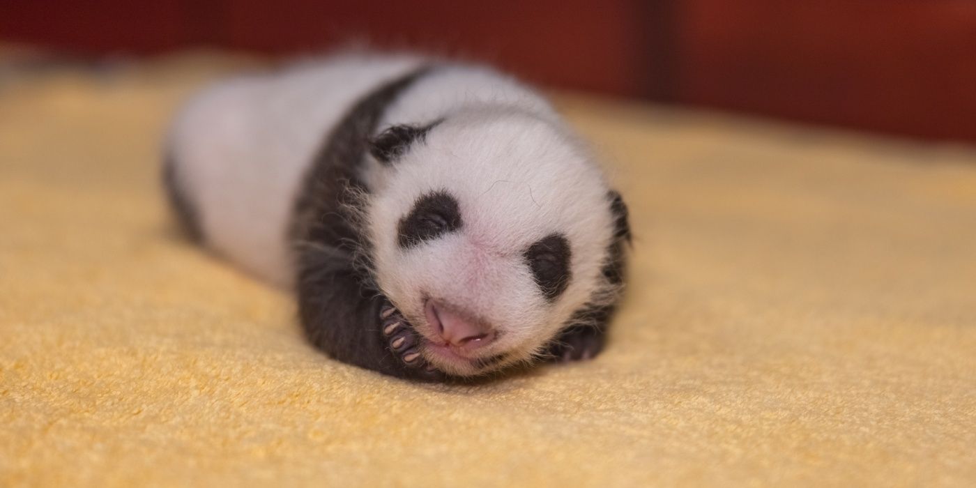 panda washingtoni állatkert