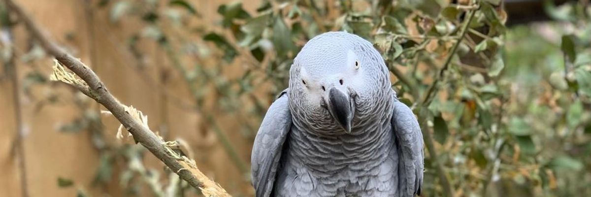 Papagájok káromkodják körbe a vadasparkot