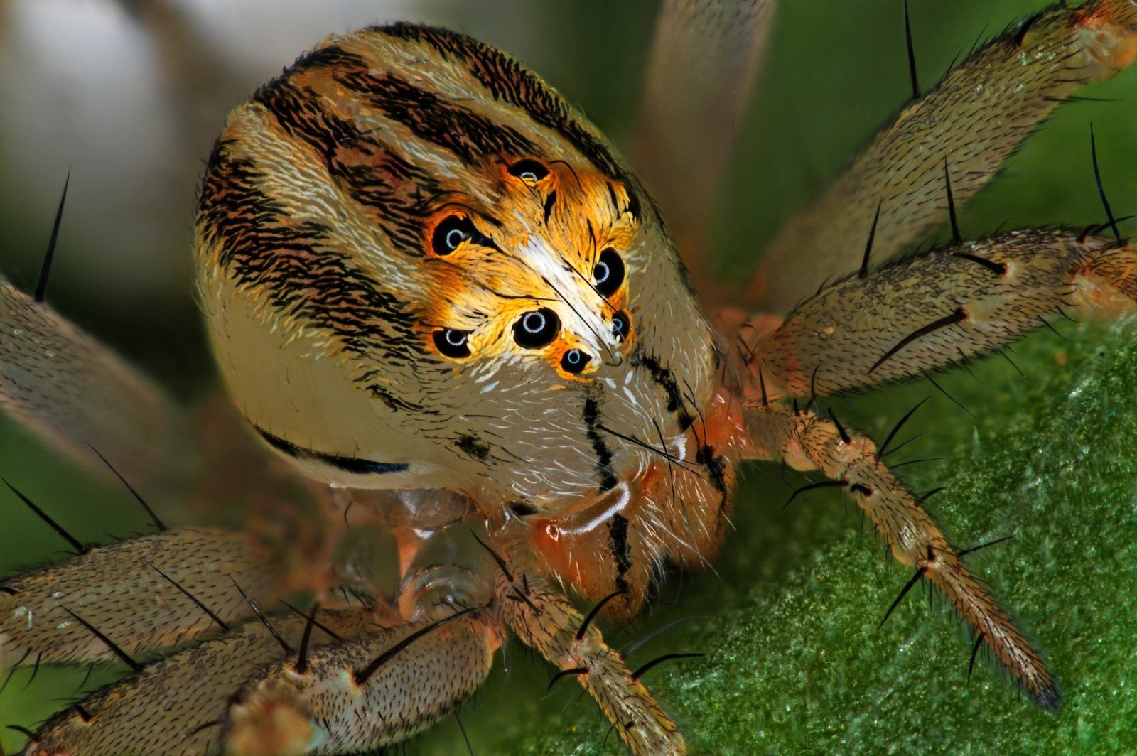 nöstény hiúz pók