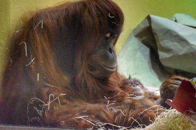 majom orángután bébi állatkert 