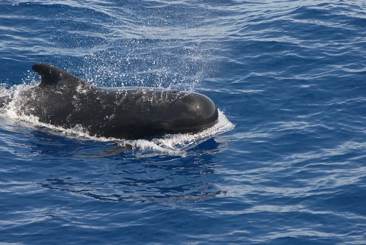 pilot whale gömbölyű orrú delfin