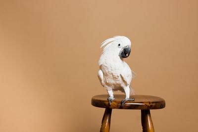fehér papagáj széken áll barnás háttér előtt