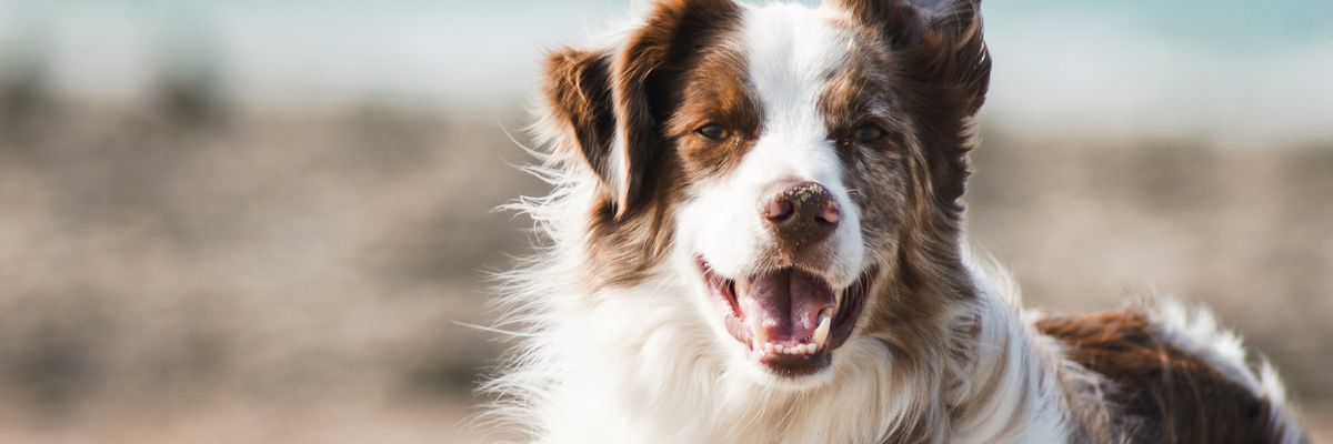 Kutyák szótanulási képességét vizsgálják magyar kutatók