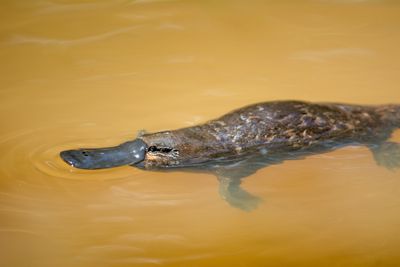 kacsacsőrű emlős vízben úszik