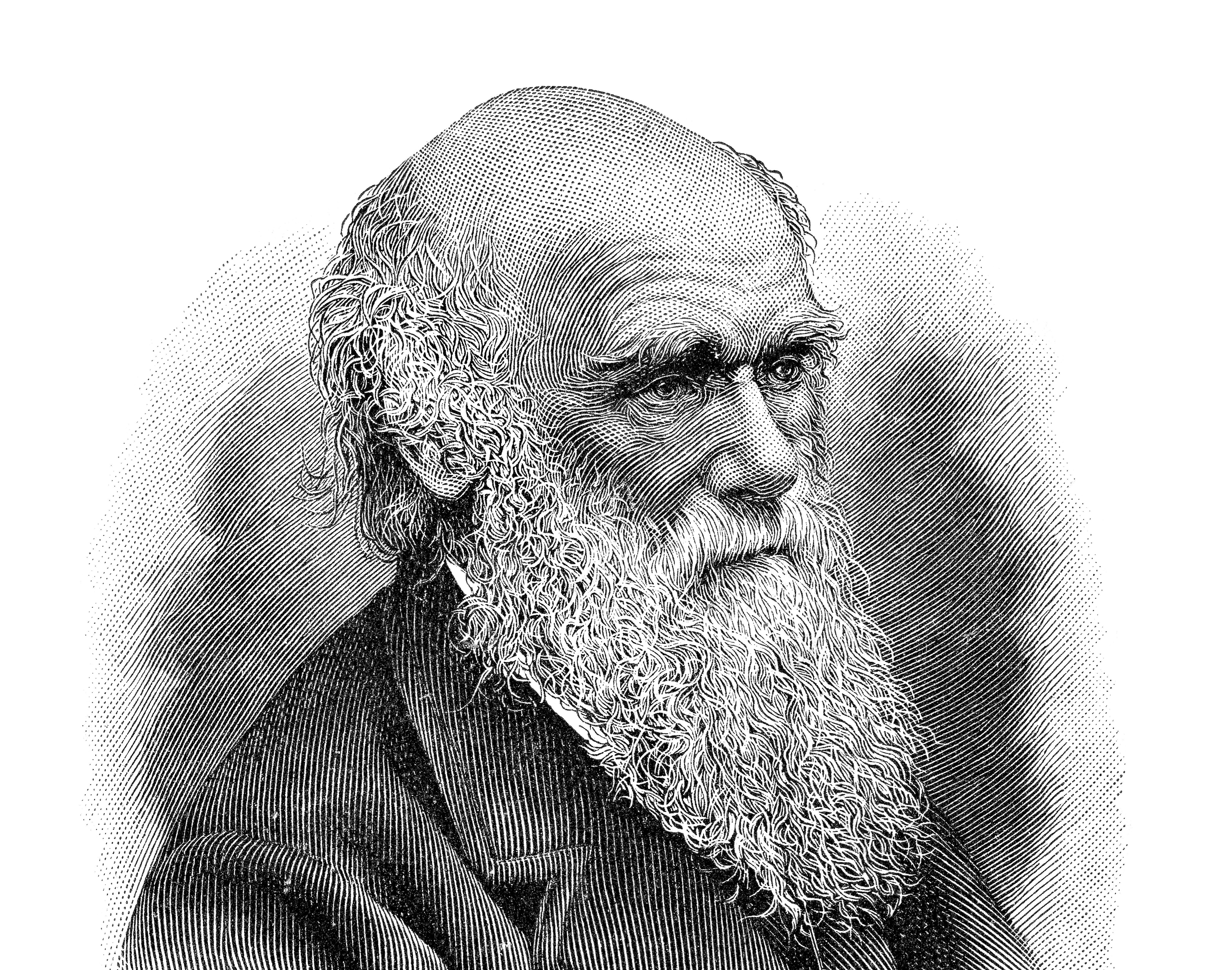Darwin rajz 
