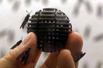 fekete katonalégy lárva gömb emberi kéz rovarok