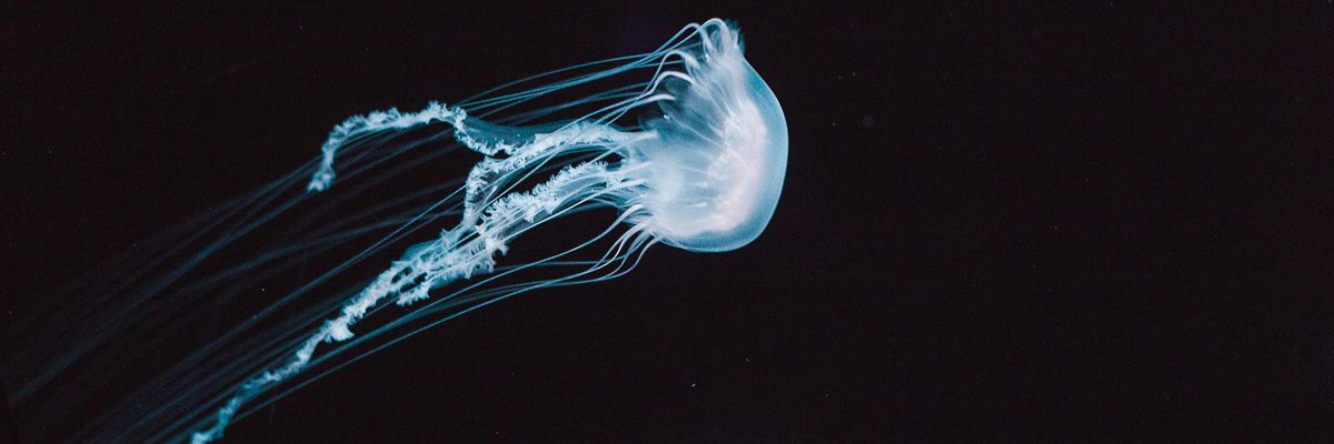Új medúzafajt fedeztek fel Puerto Rico mellett