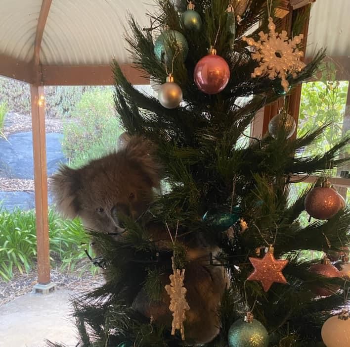 koala a karácsonyfán