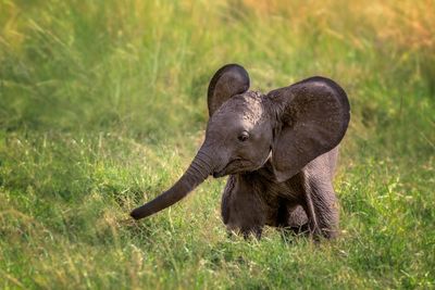 babar elefánt kiselefánt kölyök fű afrika afrikai dumbo