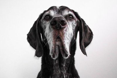 öreg idős fekete színű őszes kutya