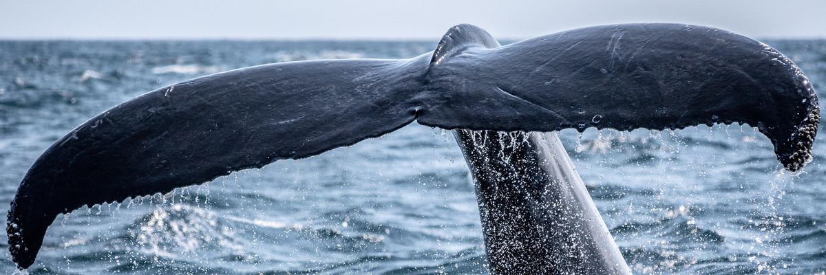 Kék bálnák eddig ismeretlen populációját fedezték fel