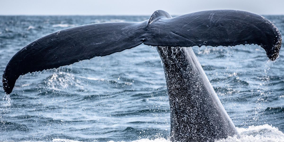 Kék bálnák eddig ismeretlen populációját fedezték fel
