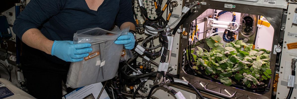 Űrben termesztett retekkel búcsúztatta el az évet az ISS legénysége