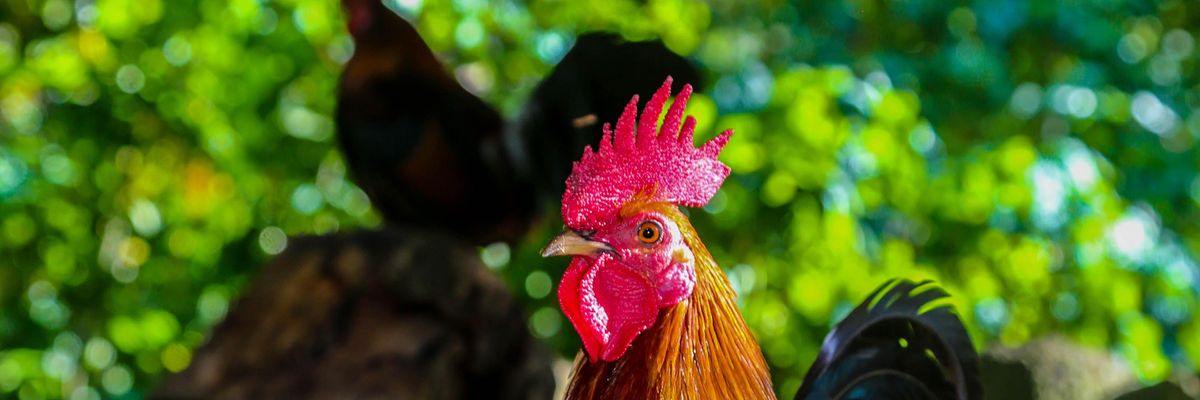 Több ezer csirke él szabadon egy hawaii szigeten