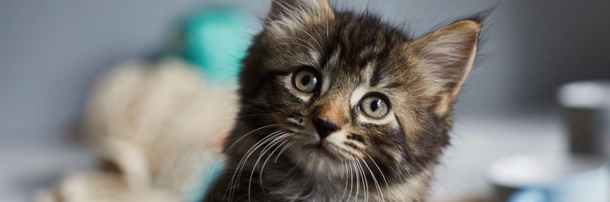 Közel 30 ujja van a világrekorder házi macskának