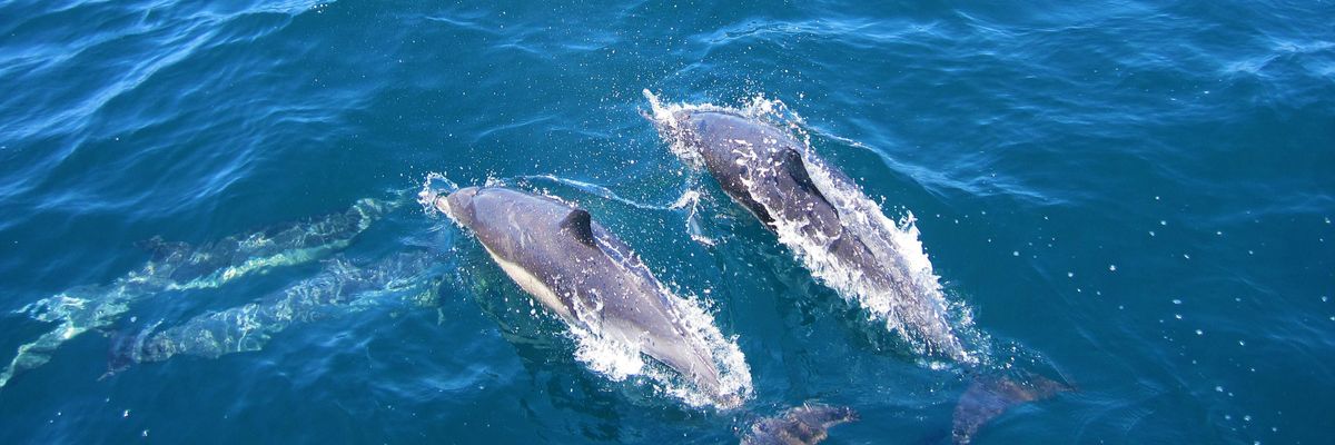 A környezetszennyezés súlyosan veszélyezteti a delfinek szaporodását