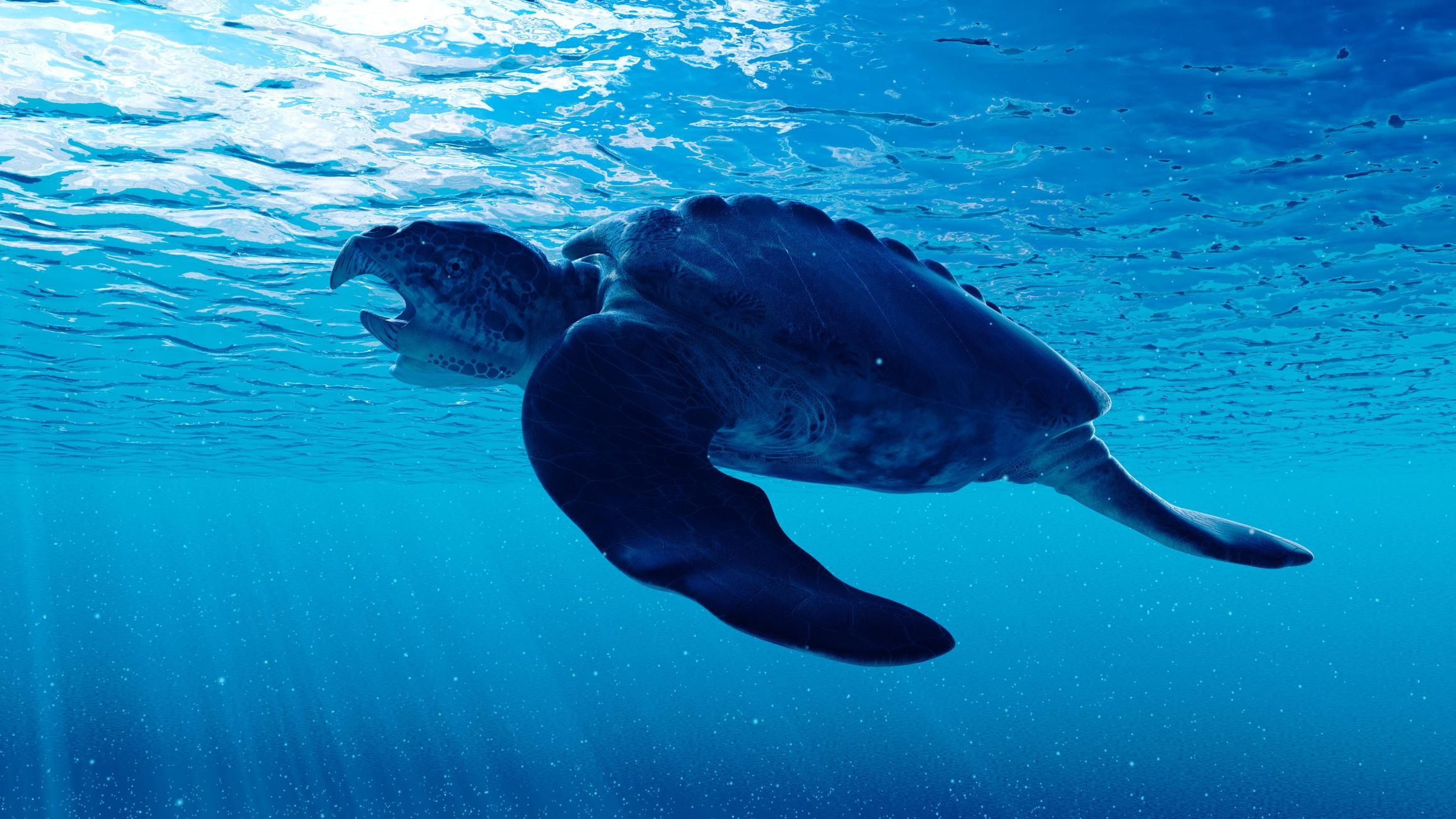 teknős fajta archelon a tengerben óceánban vízben úszik
