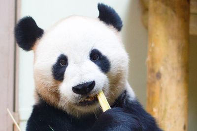 panda óriáspanda pandabocs fekete fehér bambuszt eszik állatkerben cuki emlősállat