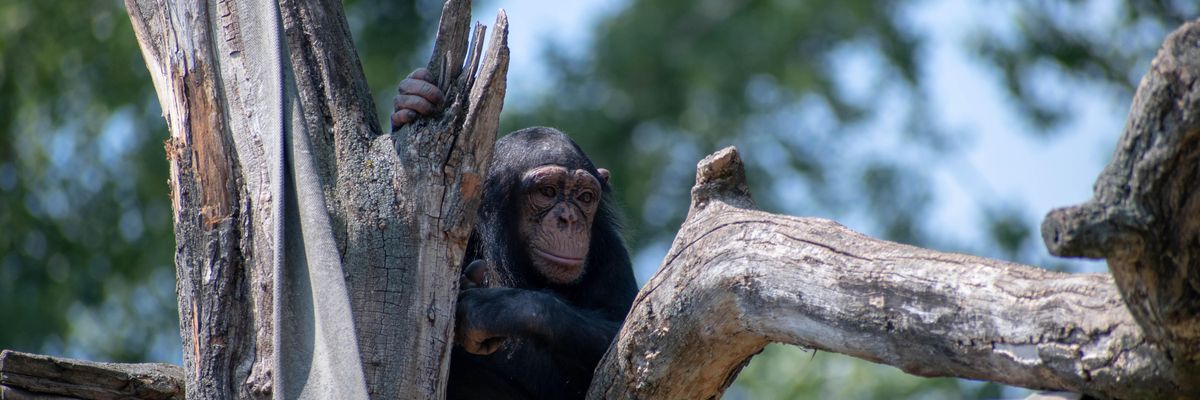 Leprával fertőzött csimpánzokat találtak Afrikában