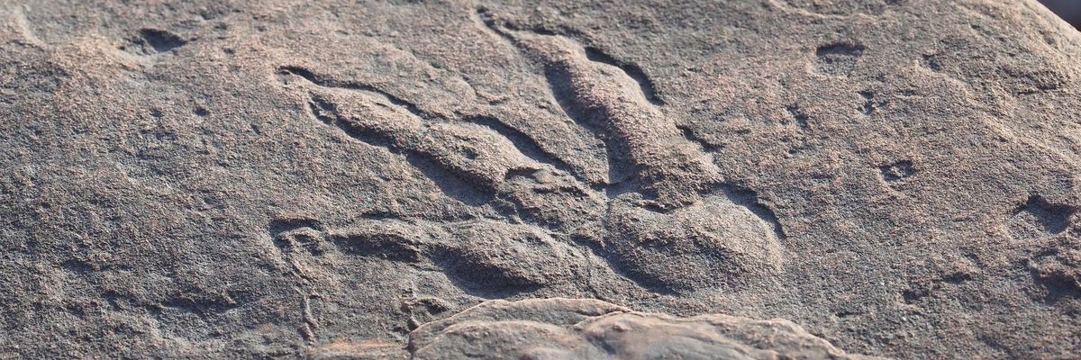220 millió éves dinoszaurusz-lábnyomra bukkant egy négyéves kislány
