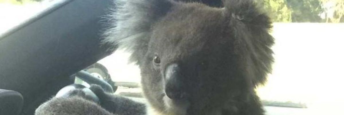 Volán mögé ült egy koala, miután tömegkarambolt okozott