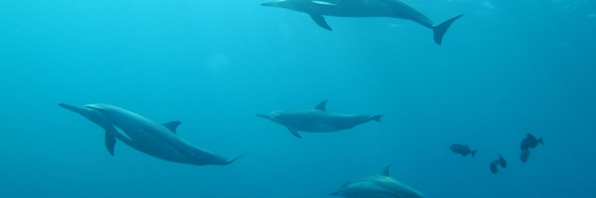 Az olajszennyezés hosszú távon tönkreteszi a delfinek immunrendszerét