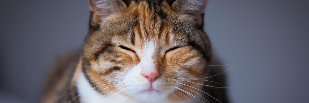 A tudósok szerint pislogással kommunikálhatunk a macskákkal