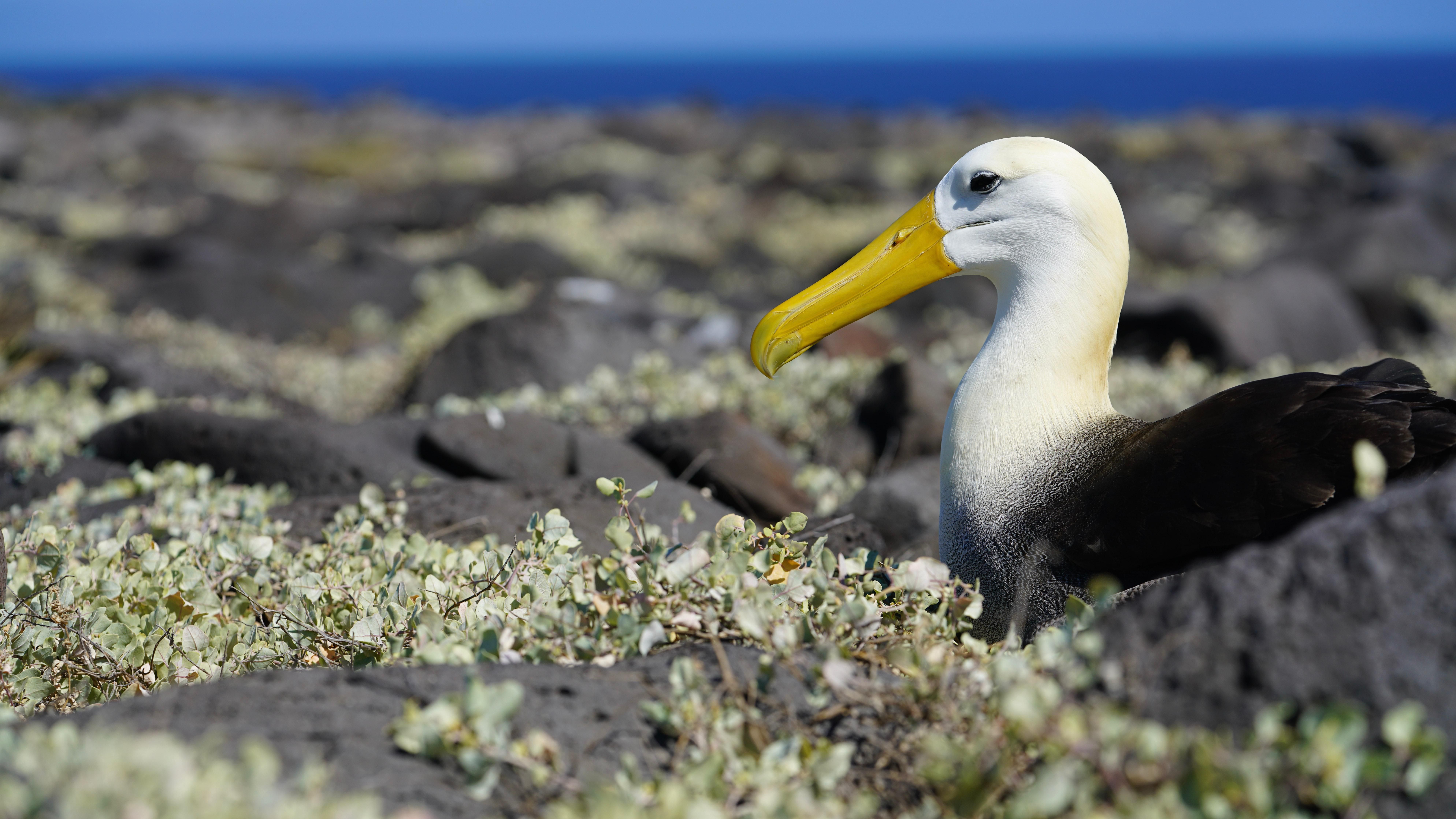 Egy albatrosz ül fészkén, egy sziklás területen. 