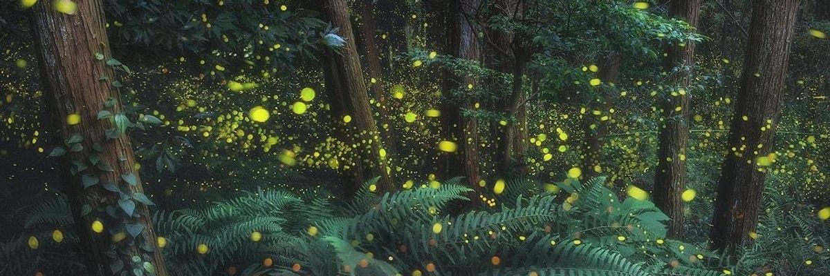 Elképesztő fotókon világítanak egy japán erdő szentjánosbogarai