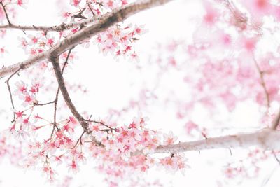 cseresznyevirágzás cherry blossom japan