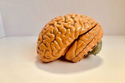 emberi agy mnakett narancssárga