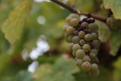 szőlő borászat szőlőfürt gomba penész gomba botrytis cinerea