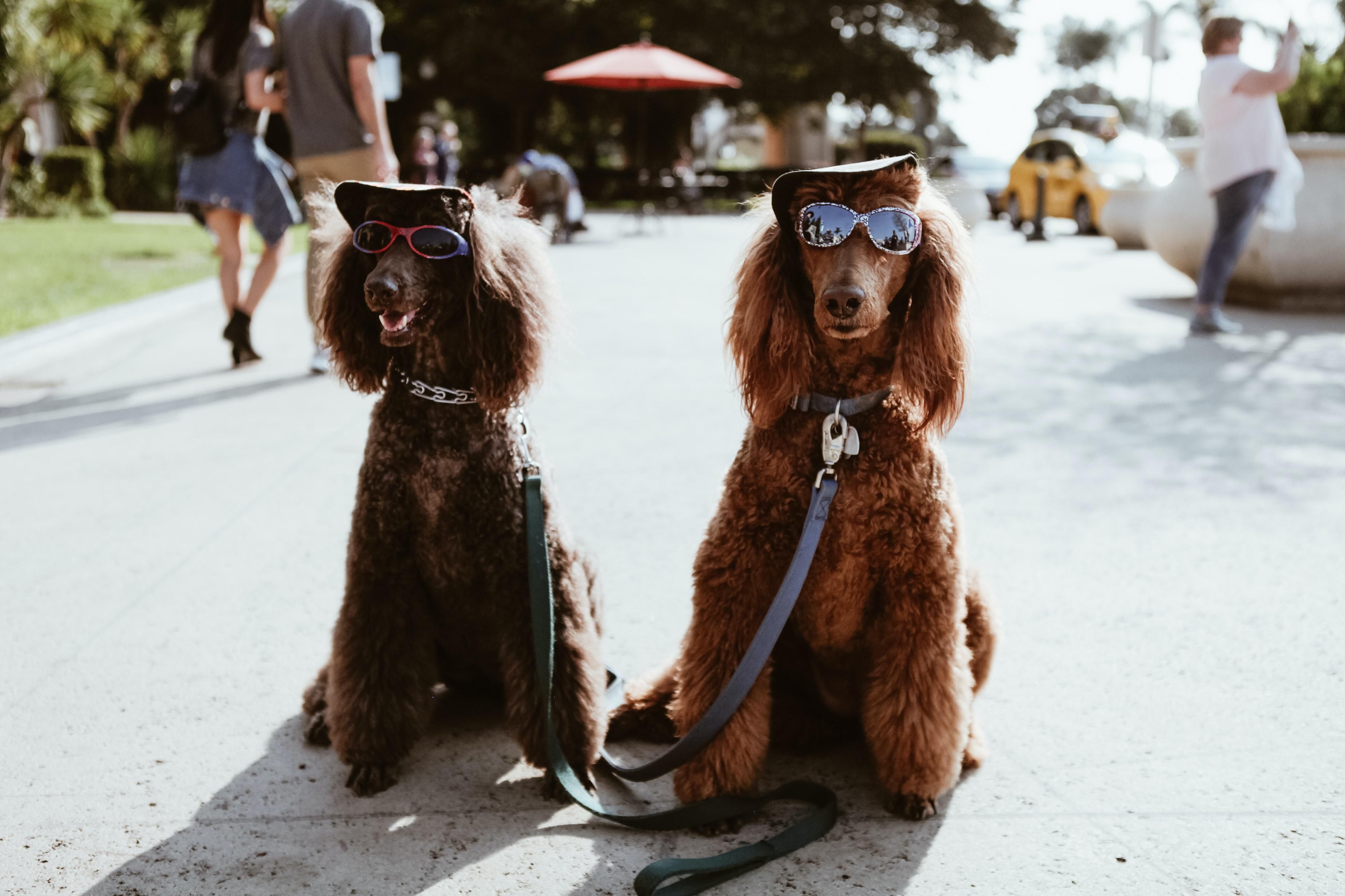 Két hosszú szőrű kutya nyakörvet, pórázt és napszemüveget viselve