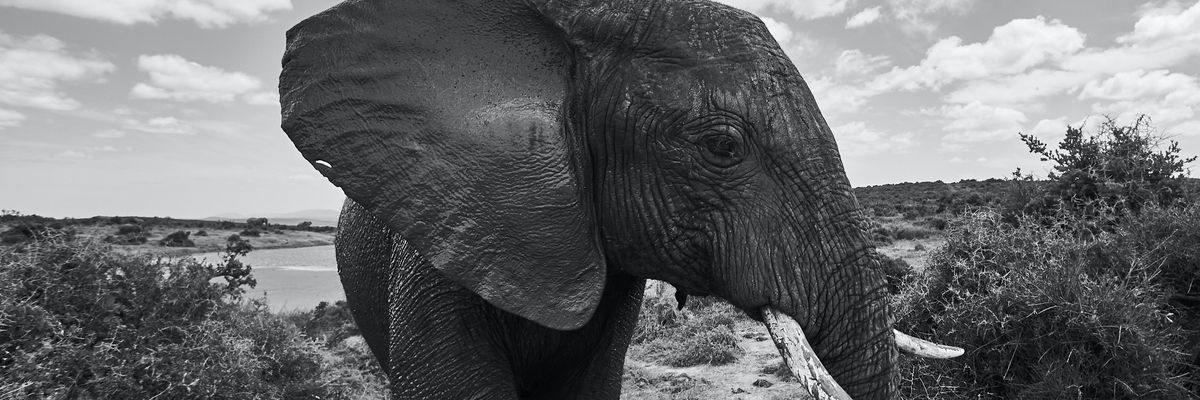 Szinte egyetlen elefánt sem maradt Elefántcsontparton