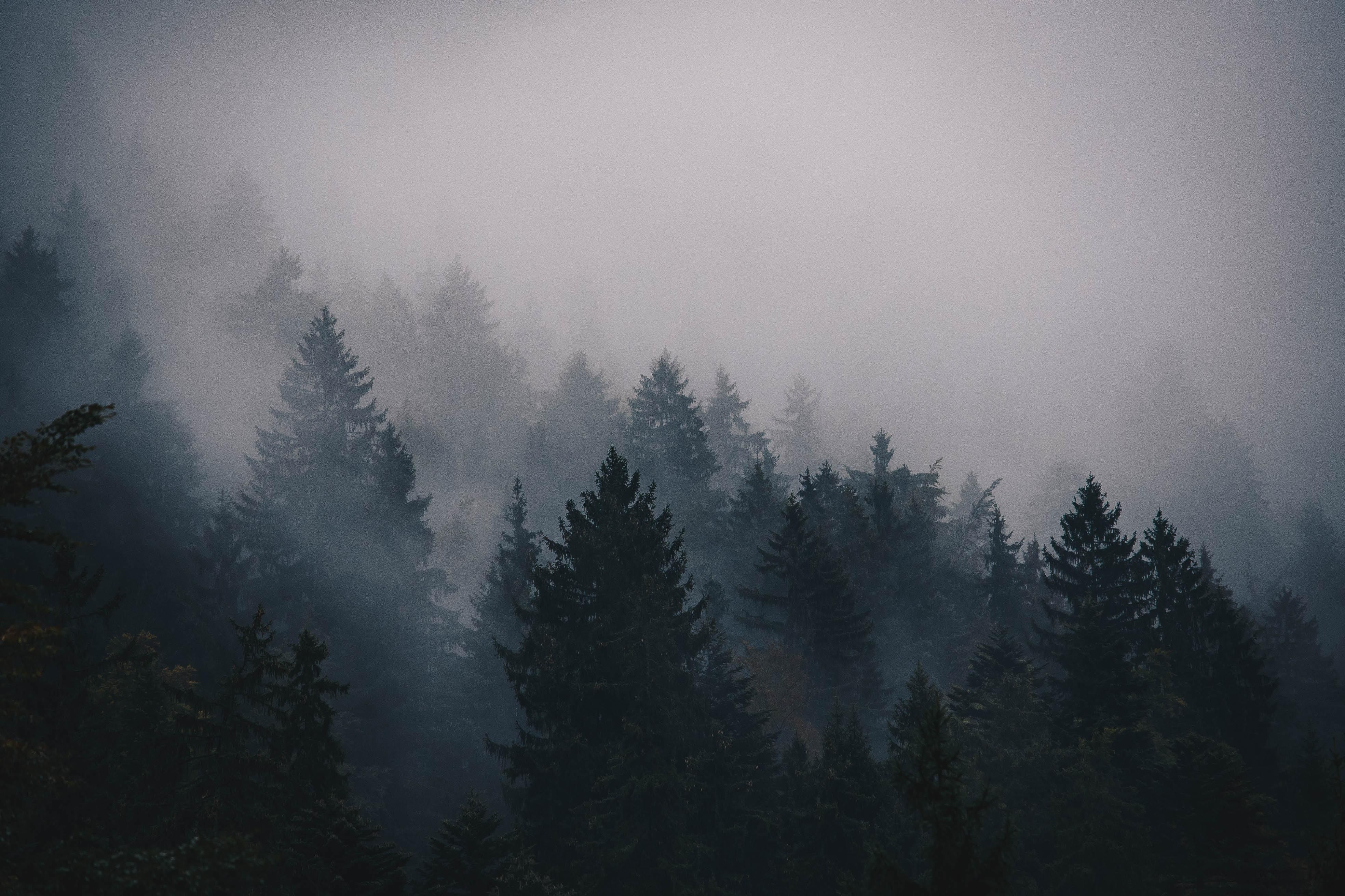 sötét és ködös erdő 