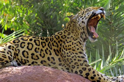 jaguár ásítás